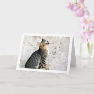 Tarjeta Gatito Egipcio Salvaje