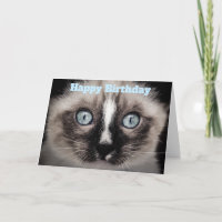 Gatito lindo con ojos azules Feliz cumpleaños