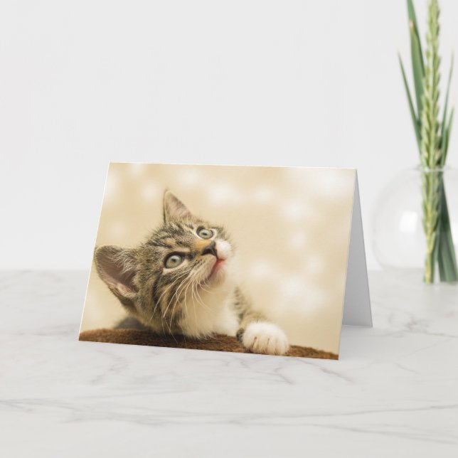 Tarjeta Gatito lindo con una pata al aire libre (Anverso)