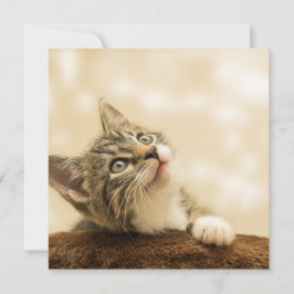 Tarjeta Gatito lindo con una pata al aire libre