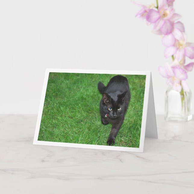 Tarjeta Gatito negro en la hierba (Orquídea)