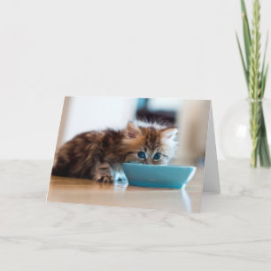 Tarjeta Gatito persa joven