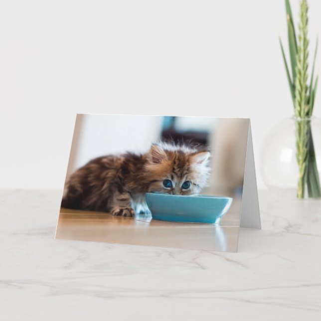 Tarjeta Gatito persa joven (Anverso)