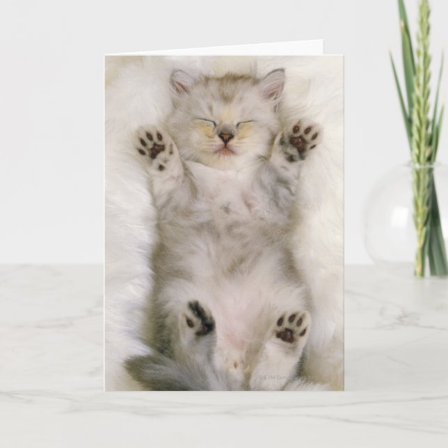 Tarjeta Gatito que duerme en una alfombra mullida blanca, (Anverso)