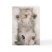 Gatito que duerme en una alfombra mullida blanca,