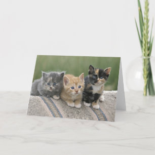 Tarjeta Gatitos de grano en una manta de caballos