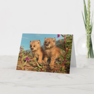 Tarjeta Gatitos de lince canadiense, Alaska