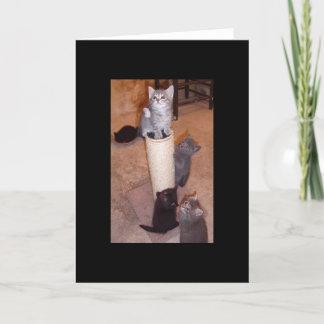 Tarjeta Gatitos jugando