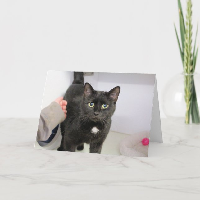 Tarjeta Gato (Anverso)