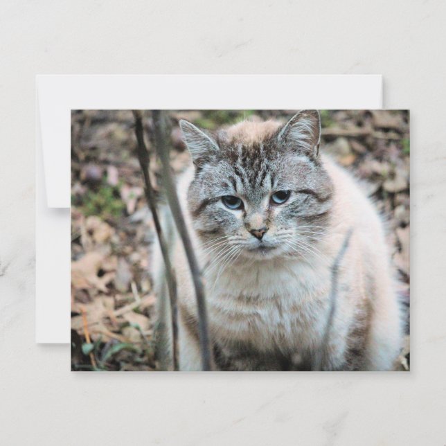 Tarjeta Gato (Anverso)