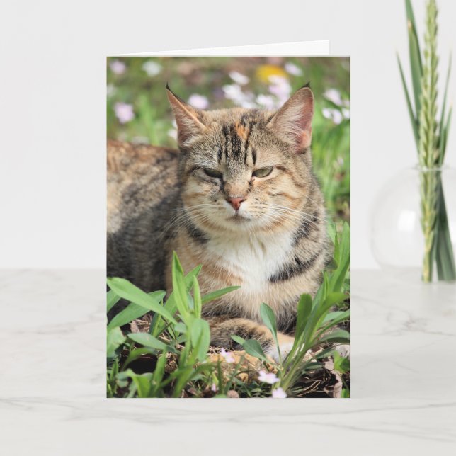 Tarjeta Gato (Anverso)