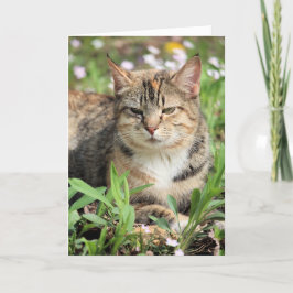 Tarjeta Gato