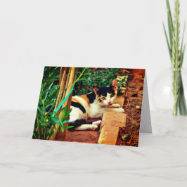 Tarjeta Gato agradable