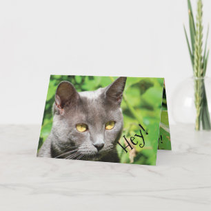 Tarjeta Gato al sol