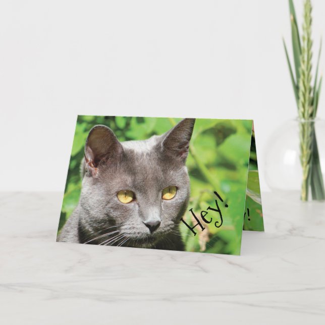 Tarjeta Gato al sol (Anverso)