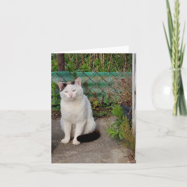 Tarjeta Gato blanco (Anverso)