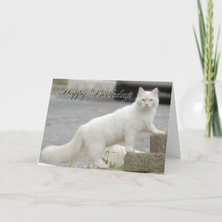 Tarjeta Gato blanco con feliz cumpleaños