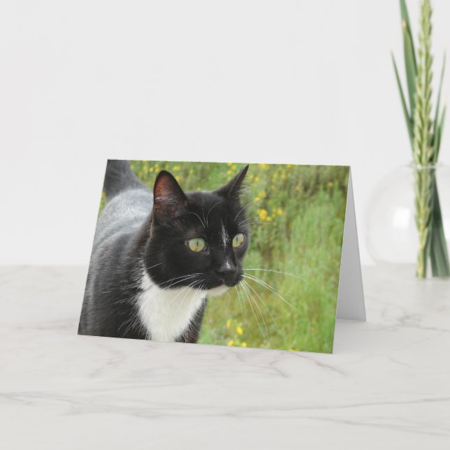 Tarjeta Gato blanco y negro (Anverso)