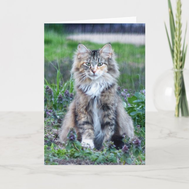 Tarjeta Gato Calico (Anverso)