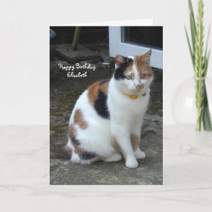 Tarjeta Gato Calico personalizado sentado a las afueras de