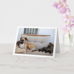 Tarjeta Gato con perro en el banco