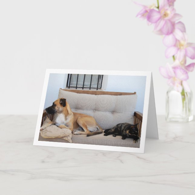 Tarjeta Gato con perro en el banco (Orquídea)