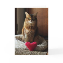 Gato Corazón Gato Somalí Día de San Valentín 