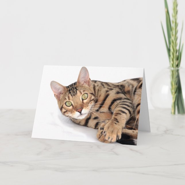 Tarjeta Gato de Bengala tumbado (Anverso)