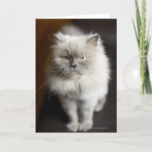 Tarjeta Gato de Blue Point Himalayan con aspecto irritado