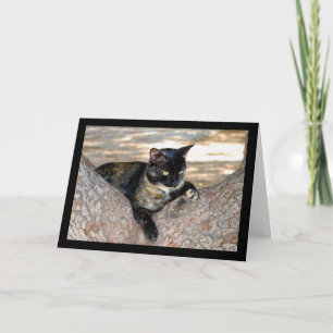 Tarjeta Gato de Concha en Árbol