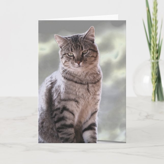 Tarjeta Gato de Efraín (Anverso)