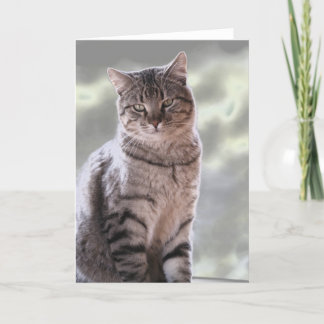 Tarjeta Gato de Efraín