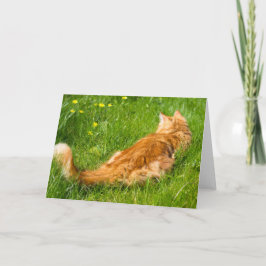 Tarjeta Gato De Ginger En La Primavera