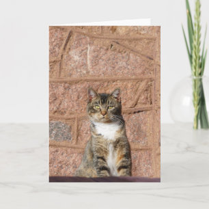 Tarjeta Gato de iglesia