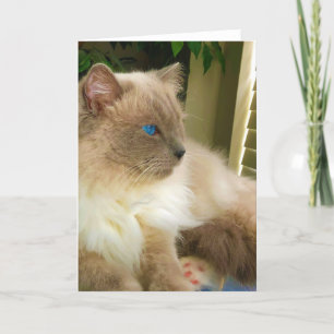 Tarjeta Gato de Ragdoll