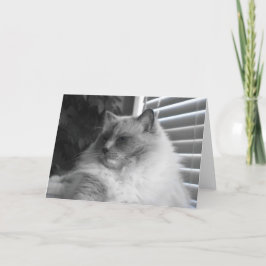 Tarjeta Gato de Ragdoll