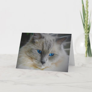 Tarjeta Gato de Ragdoll