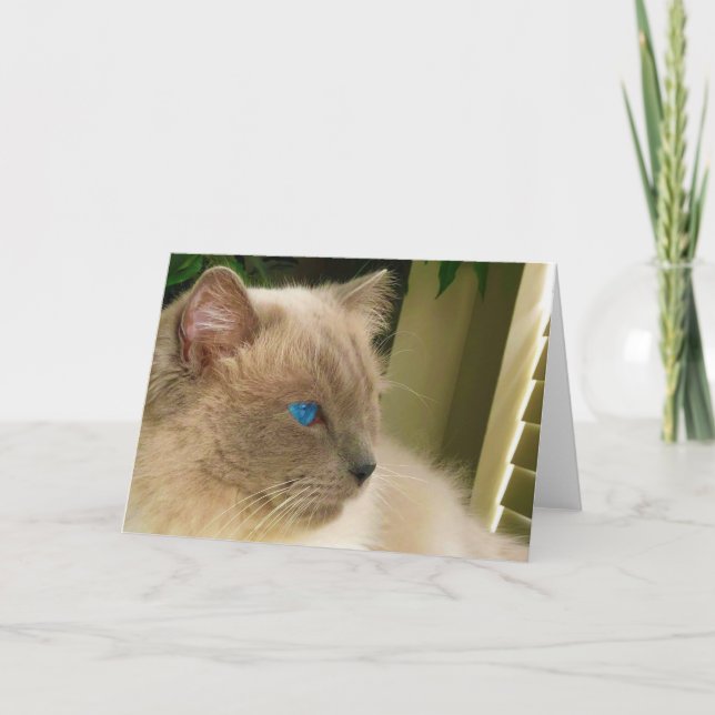 Tarjeta Gato de Ragdoll (Anverso)