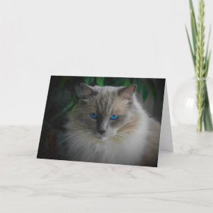 Tarjeta Gato de Ragdoll