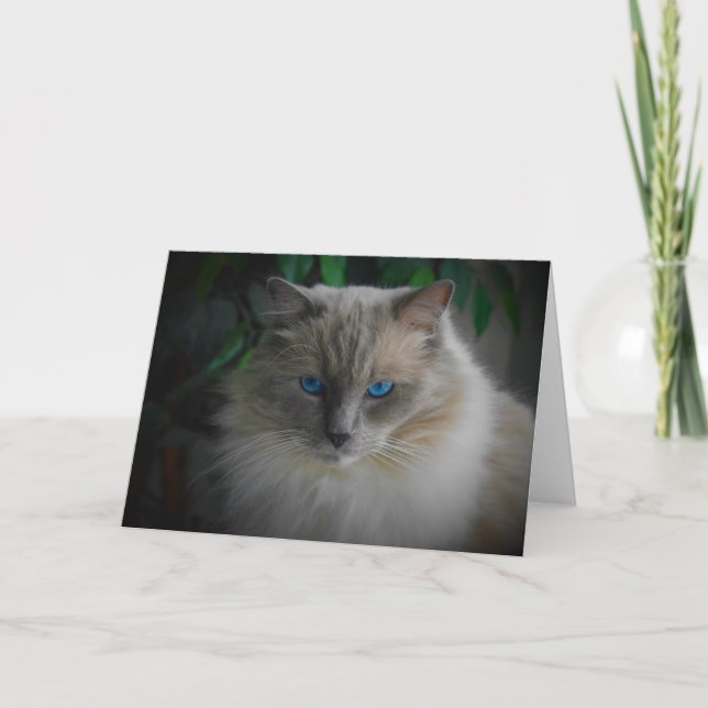 Tarjeta Gato de Ragdoll (Anverso)