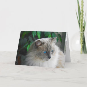 Tarjeta Gato de Ragdoll