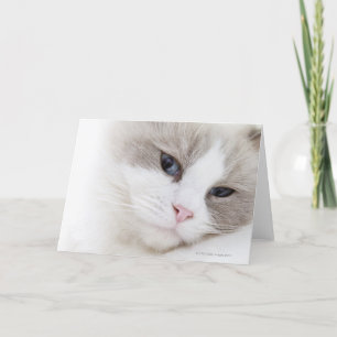 Tarjeta Gato de Ragdoll