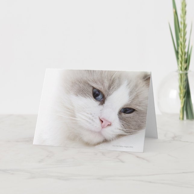 Tarjeta Gato de Ragdoll (Anverso)