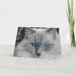 Tarjeta Gato de Ragdoll