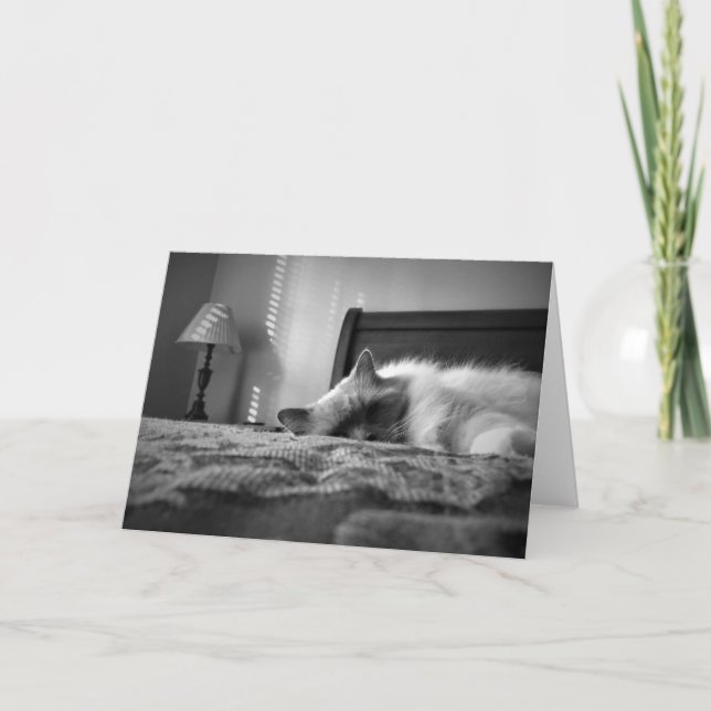 Tarjeta Gato de Ragdoll (Anverso)
