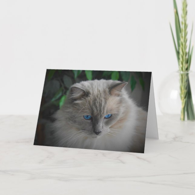 Tarjeta Gato de Ragdoll (Anverso)