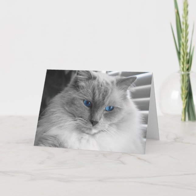 Tarjeta Gato de Ragdoll (Anverso)