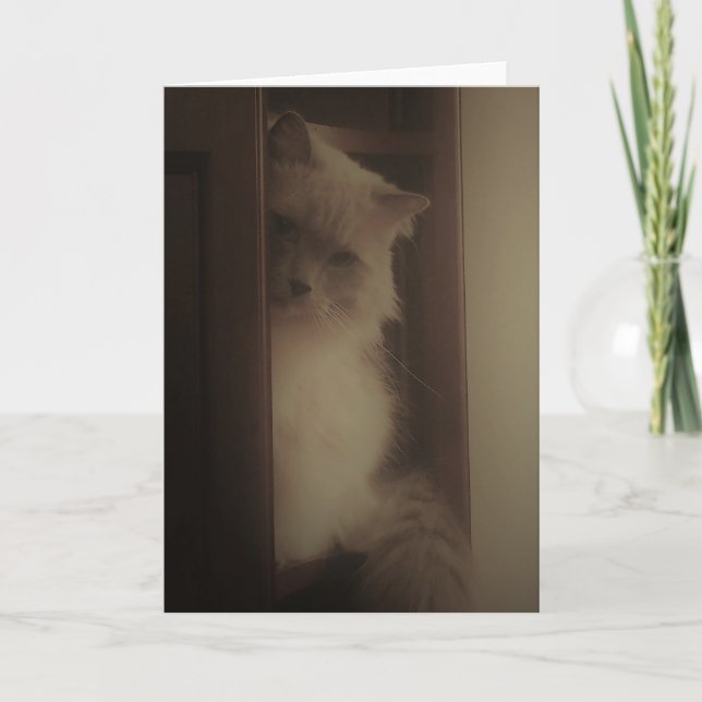 Tarjeta Gato de Ragdoll (Anverso)