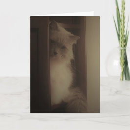 Tarjeta Gato de Ragdoll