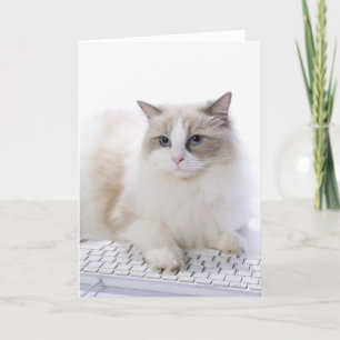 Tarjeta Gato de Ragdoll en el teclado de ordenador
